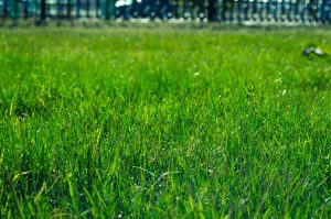 Lawn